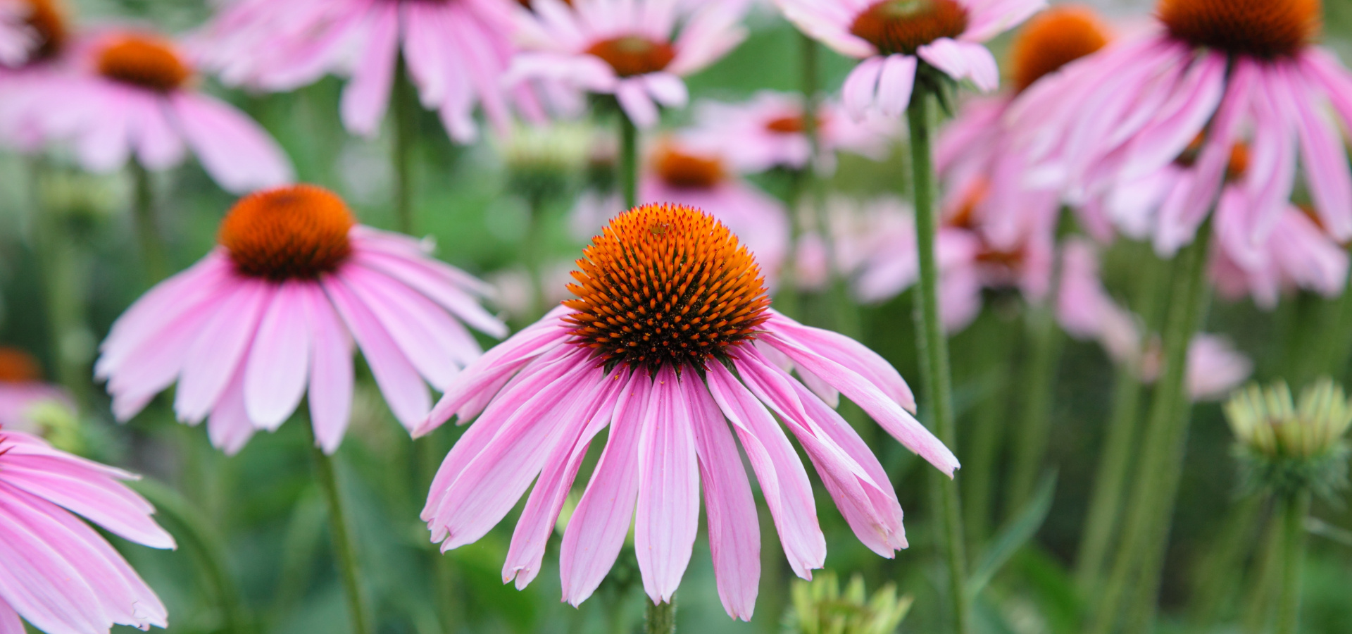 Echinacea: Immunity, Health & Performance - TORQ Ltd